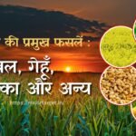 भारत की प्रमुख फसलें: चावल, गेहूँ, मक्का और अन्य